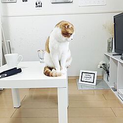 リビング/猫と暮らす/IKEA/ねこ部/雑貨...などのインテリア実例 - 2018-02-18 14:04:39