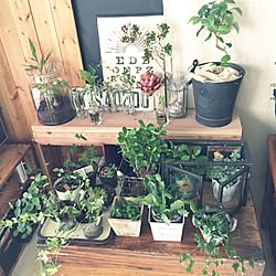 棚 Diy Diy棚 コーナン ジャングル化計画 などのインテリア実例 05 18 13 44 10 Roomclip ルームクリップ 棚 Diy Diy棚 コーナン ジャングル化計画 などのインテリア実例 05 18 13 44 10 Roomclip ルームクリップ