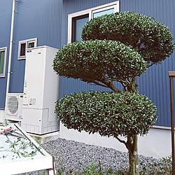 玄関/入り口/無言フォロー&いいねすいません/いつもいいね!ありがとうございます♪/ツゲ?イヌツゲ?/剪定...などのインテリア実例 - 2020-03-31 13:30:26