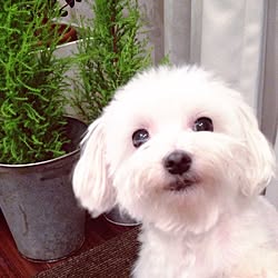 リビング/犬部♪/カメラ目線が苦手な犬/椎間板ヘルニアになりかけた犬/たまたま撮れた一枚...などのインテリア実例 - 2014-07-01 23:13:27