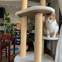 ベンジャミンバロック 猫 猫とインテリア 棚 冬 などのインテリア実例 2019 01 06 22 34 41 Roomclip ルームクリップ