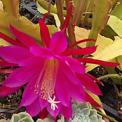 久米の里のインテリア実例 Roomclip ルームクリップ