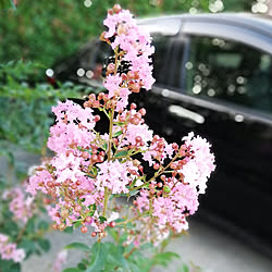 玄関/入り口/夏/サルスベリの花❣️/やっと梅雨明けしました♪/植物のある暮らし...などのインテリア実例 - 2020-07-30 20:47:56