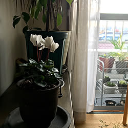 棚/植物のあり過ぎる暮らし/賃貸/ig→hitorururu/暮らし感...などのインテリア実例 - 2018-12-10 17:51:32