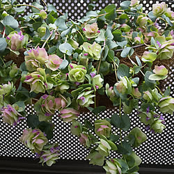 オレガノロタンダフォーリアのインテリア実例 Roomclip ルームクリップ