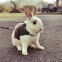 うさぎと暮らすのインテリア実例 Roomclip ルームクリップ