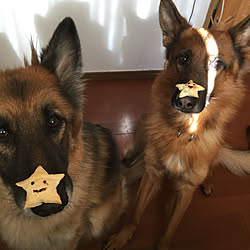 ベジタリアンのインテリア実例 Roomclip ルームクリップ