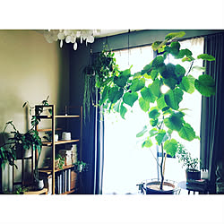 棚 Diy Diy棚 コーナン ジャングル化計画 などのインテリア実例 05 18 13 44 10 Roomclip ルームクリップ 棚 Diy Diy棚 コーナン ジャングル化計画 などのインテリア実例 05 18 13 44 10 Roomclip ルームクリップ