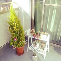 多肉寄せ植え/園芸/多肉植物/植物/ガーデニング...などのインテリア実例 - 2014-12-03 12:26:11