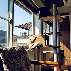 猫 ウインドウベッドのインテリア実例 Roomclip ルームクリップ