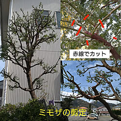 ミモザの花芽のインテリア実例 Roomclip ルームクリップ ミモザの花芽のインテリア実例 Roomclip ルームクリップ