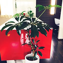 ジャングルにしたいのれす のインテリア実例 Roomclip ルームクリップ