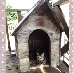 犬小屋 柴犬のインテリア実例 Roomclip ルームクリップ 犬小屋 柴犬のインテリア実例 Roomclip ルームクリップ