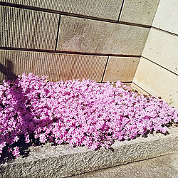 玄関/入り口/芝桜/薄紫の芝桜も欲しかった/ガーデニング初心者/今年は綺麗に咲きました♪のインテリア実例 - 2020-05-11 11:42:14