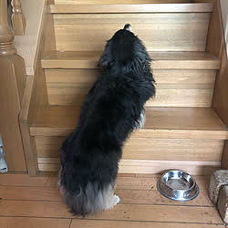 手作り犬服のインテリア実例 Roomclip ルームクリップ