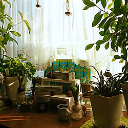 棚/エアプランツ/多肉植物/観葉植物多種/ヒアシンス水栽培...などのインテリア実例 - 2018-01-29 14:35:53
