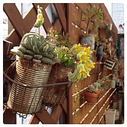 多肉植物 クレアのインテリア実例 Roomclip ルームクリップ 多肉植物 クレアのインテリア実例 Roomclip ルームクリップ