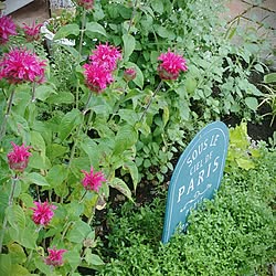 花壇 スカビオサのインテリア実例 Roomclip ルームクリップ