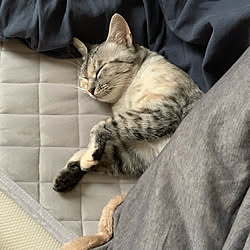 1LDK/1LDK 1人暮らし/猫のいる暮らし/50代/ありす...などのインテリア実例 - 2019-10-05 12:08:11