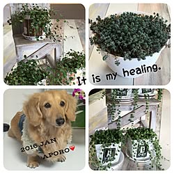 机/愛犬アポロです。/ダイソー/グリーンネックレスぷくぷく成長中❤️/多肉植物♡...などのインテリア実例 - 2016-01-19 20:14:02