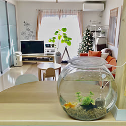 出目金 キッチンカウンター 水槽のある部屋 水槽 アクアリウム などのインテリア実例 19 05 10 10 51 38 Roomclip ルームクリップ 出目金 キッチンカウンター 水槽のある部屋 水槽 アクアリウム などのインテリア実例 19 05 10 10 51 38 Roomclip ルームクリップ