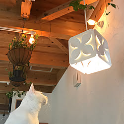 壁/天井/吊り下げ観葉植物/漆喰壁塗りました/レトロ/ペンダントライト...などのインテリア実例 - 2018-02-25 14:13:28