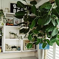 狭小住宅/植物/狭小を楽しむ/シンプル化計画/ていねいな暮らし...などのインテリア実例 - 2016-01-31 21:57:27