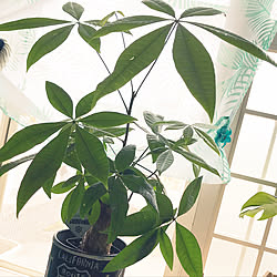 観葉植物 パキラの成長速度はんぱないのインテリア実例 Roomclip ルームクリップ 観葉植物 パキラの成長速度はんぱないのインテリア実例 Roomclip ルームクリップ