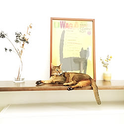 ねこ/植物のある暮らし/いいね!ありがとうございます♪/PCの出会いに本当に感謝です!/ねこ部...などのインテリア実例 - 2017-11-13 12:45:28