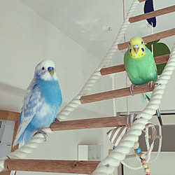 インコ はしごdiy のインテリア 手作りの実例 Roomclip ルームクリップ