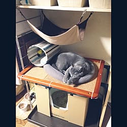 リビング/猫トイレ/ねこのいる日常/狭小住宅/DIY...などのインテリア実例 - 2016-03-18 23:18:53