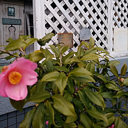 玄関/入り口/お庭/お庭の花/庭のあるマンション/マンションリノベーション...などのインテリア実例 - 2019-02-22 16:51:53
