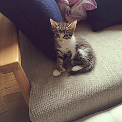 ダイソーのクッションカバー/ソファ/癒し系/猫アレルギーだけど猫大好き❤️/子猫と暮らす...などのインテリア実例 - 2017-07-30 09:41:06
