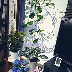 観葉植物 ダニアのインテリア実例 Roomclip ルームクリップ