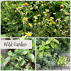 レモン/ワイルドガーデン/Wild Garden/わさわさ/コンボルブルス...などのインテリア実例 - 2020-06-25 13:28:40