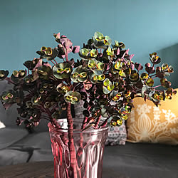 ユーフォルビアブラックバード/暮らし感/植物のあり過ぎる暮らし/暮らしてる感/アクセントクロス...などのインテリア実例 - 2019-04-29 21:33:37