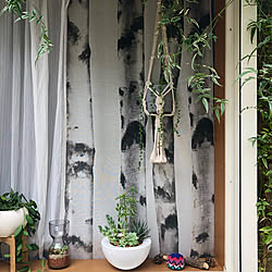 多肉植物 セラミスのインテリア実例 Roomclip ルームクリップ