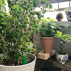 ベンジャミンバロック/BotaNice/多肉植物/観葉植物/暮らしてる感...などのインテリア実例 - 2019-07-06 18:15:20