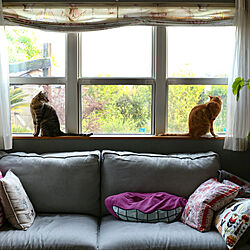 窓辺の猫/猫と暮らす家/猫のいる風景/リビングのインテリア実例 - 2022-06-24 12:56:10