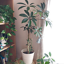 観葉植物 シェフレラアンガスティフォリアのインテリア実例 Roomclip ルームクリップ