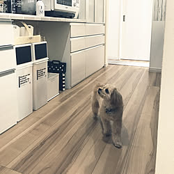 キッチン/ジェームスマーティン/ワンコのいる生活/犬との暮らし/Buzz ♂...などのインテリア実例 - 2019-02-02 11:34:53
