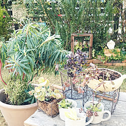 玄関/入り口/建て売り一戸建て/NO GREEN NO LIFE/百均/多肉植物...などのインテリア実例 - 2018-11-26 10:07:35