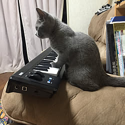 リビング/猛練習中/microKEY Air/KORG/辻井伸行...などのインテリア実例 - 2018-08-25 21:22:04