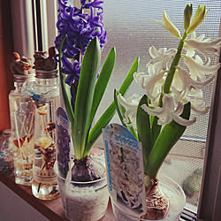 ヒヤシンスの水栽培のビンのインテリア実例 Roomclip ルームクリップ