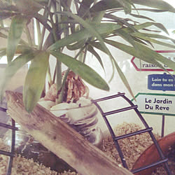 ダイソー オカヤドカリのインテリア実例 Roomclip ルームクリップ