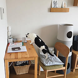 人をダメにするクッション ビーズクッション 猫と暮らす 猫のいる日常 猫と暮らすインテリア などのインテリア実例 19 07 29 14 45 Roomclip ルームクリップ