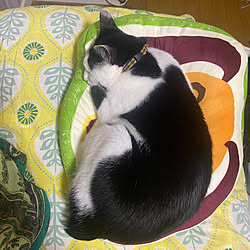 トイストーリー すのこのインテリア実例 Roomclip ルームクリップ