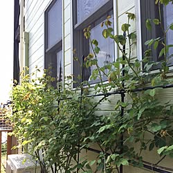 玄関/入り口/黄色い薔薇/グラハムトーマス/イングリッシュローズ/東側の花壇...などのインテリア実例 - 2017-04-24 22:14:35