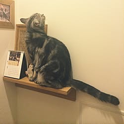 猫村さんのインテリア実例 Roomclip ルームクリップ