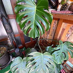 セローム テーブルヤシ のインテリア実例 Roomclip ルームクリップ